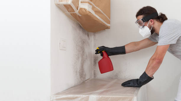 Professional Attic Mold Removal technician working in Belmar, NJ