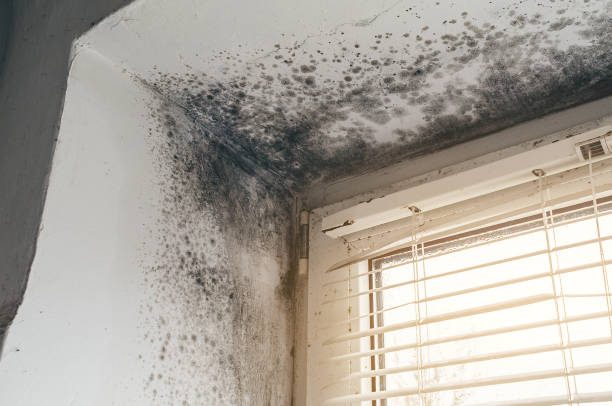 Affordable Attic Mold Removal solutions in Belmar, NJ