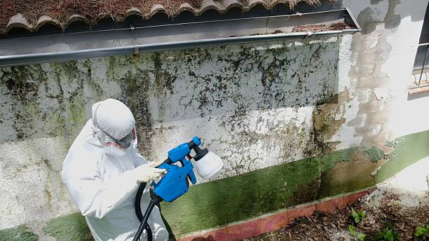 Top rated local Attic Mold Removal specialists in Belmar, NJ